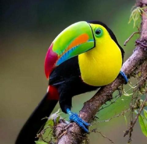 提供兼差服務的專家幸福大嘴鳥