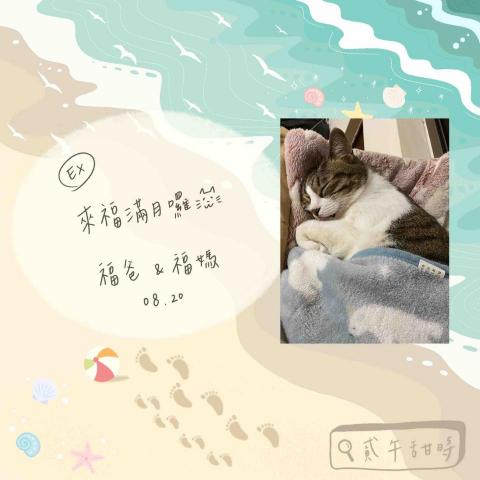 雪倫  𝙎𝙃𝘼𝙍𝙊𝙉 𓈒 ˖ ࣪ 𝜗𝜚 - 彌月小卡設計