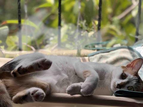 提供上門私廚服務的專家周身駿