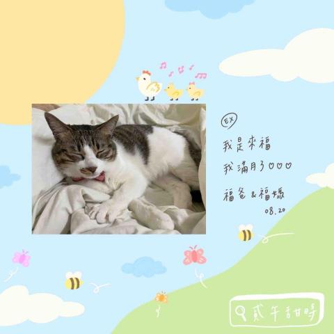 雪倫  𝙎𝙃𝘼𝙍𝙊𝙉 𓈒 ˖ ࣪ 𝜗𝜚 - 彌月小卡設計