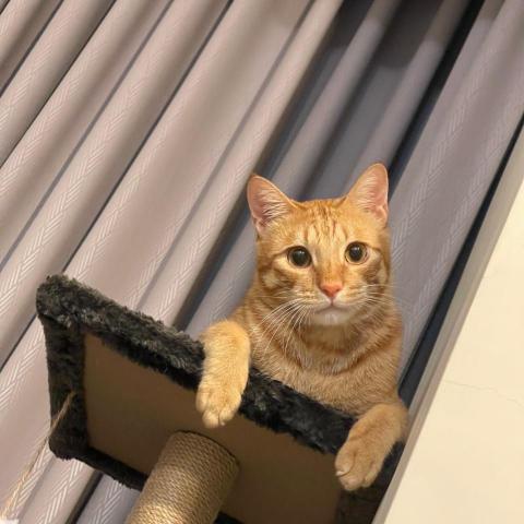 提供吳曉琪服務的專家林蔚琪