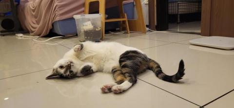 魏志安 - 到府-可可