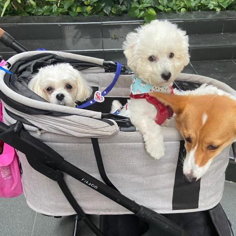 提供遛狗绳服務的專家毛媽代客遛狗