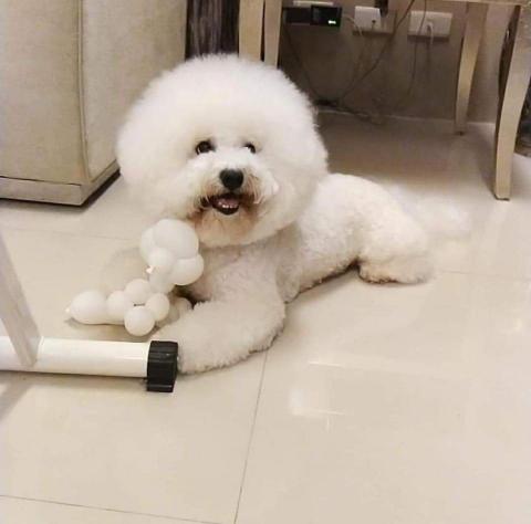 陳昱睿 圍棋7段 - 