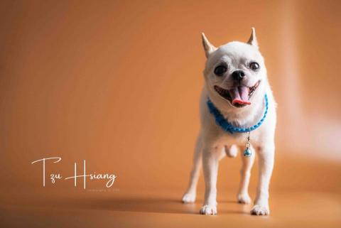 台南小雞腿攝影·子翔 -  台南小雞腿攝影·子翔 -