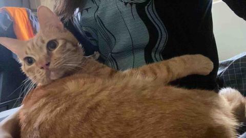 黃馨誼 - 家有三隻➡️這是二弟他叫七七