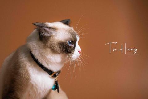 台南小雞腿攝影·子翔 -  台南小雞腿攝影·子翔 -