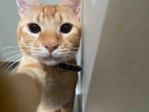 黃馨誼 - 家有三隻➡️他是老大浣