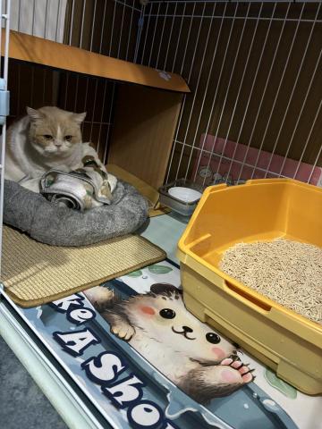 寵物小幫手 - 朋友貓貓委託照顧，口愛?