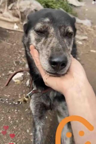 賴昱升 - 跟狗狗玩