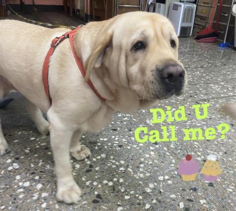 陳昱安 - 嘟嘟是一隻體重將近50kg的拉不拉多, 
好奇心重, 精力旺盛~

也因為體型較大的原因, 所以外出散步需要花費較多氣力, 也要注意路線的安排~

每一次與毛孩的相識都是難忘的經驗與回憶~