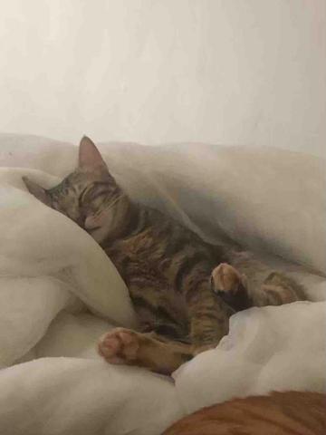 黃馨誼 - 家有三隻➡️她是老么小公主虎爺