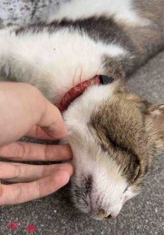 賴昱升 - 跟貓玩