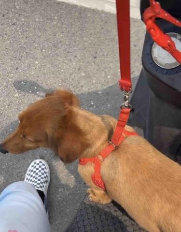 賴昱升 - 遛狗狗