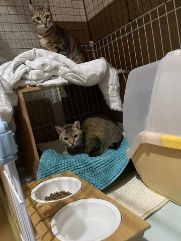 寵物小幫手 - 朋友貓貓託給我照顧