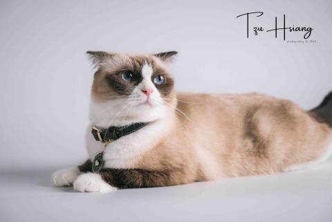 台南小雞腿攝影·子翔 -  台南小雞腿攝影·子翔 -