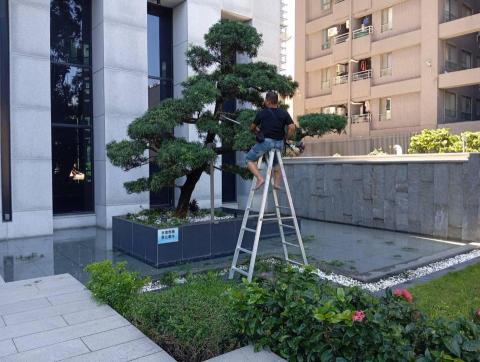 台南園藝行 - 樹木修剪工作