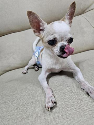 藝奇寵物住宿/安親 - 我最愛的多多