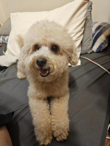 藝奇寵物住宿/安親 - 