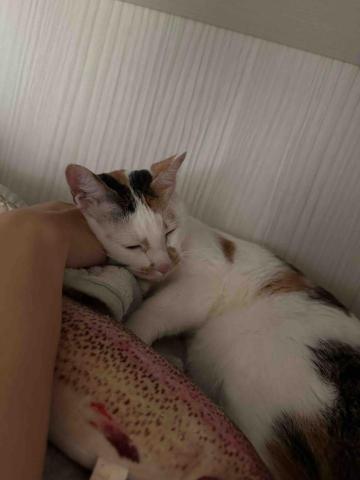 Tracy - 膽小的貓貓也愛被按摩慢慢放下心防