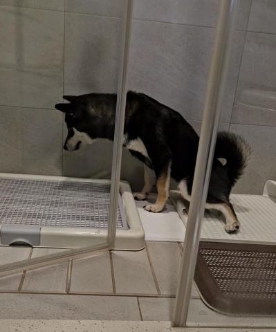 心繪🐾 - 狗狗到府引導大小便