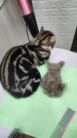 拉可菲寵物工作室🐾Lacof Pet Studio - 