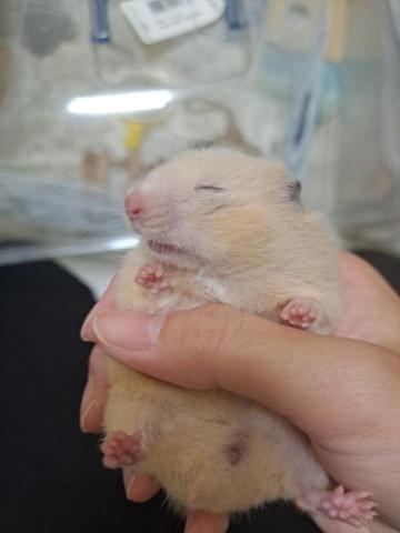 楊怡玲 - 中途的小寶貝~ 黃金鼠