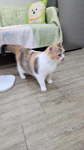 拉可菲寵物工作室🐾Lacof Pet Studio - 