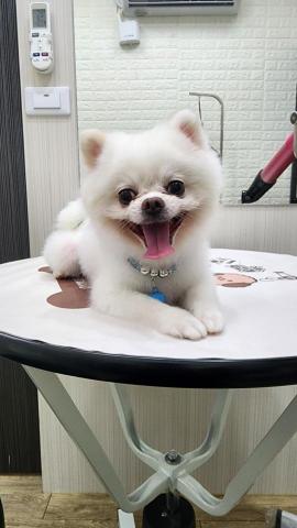 拉可菲寵物工作室🐾Lacof Pet Studio - 