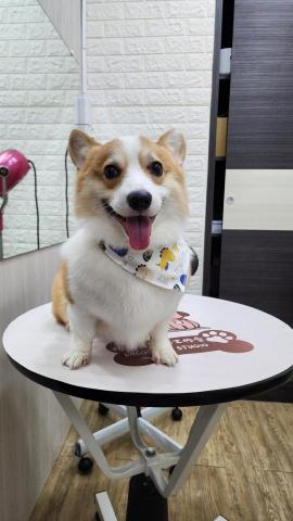 拉可菲寵物工作室🐾Lacof Pet Studio - 