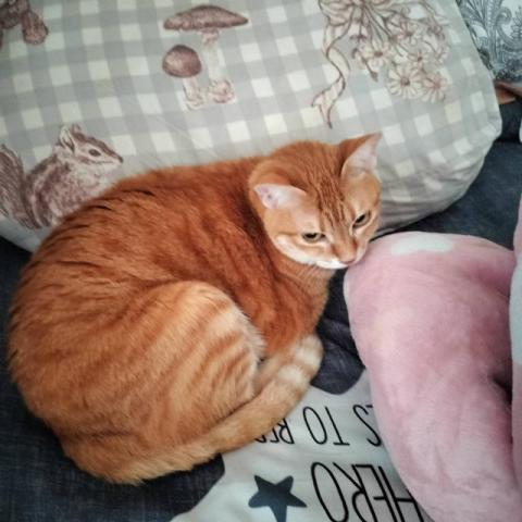 Emma's 寵物保姆 - 