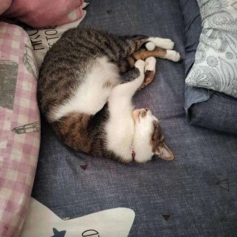 Emma's 寵物保姆 - 