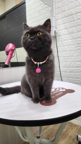 拉可菲寵物工作室🐾Lacof Pet Studio - 