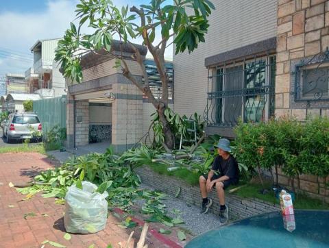 王東明 - 仁德區住家樹木修剪 王東明 - 仁德區住家樹木修剪