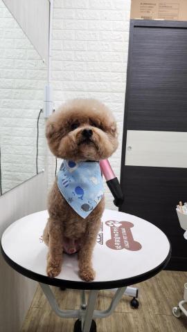 拉可菲寵物工作室🐾Lacof Pet Studio - 