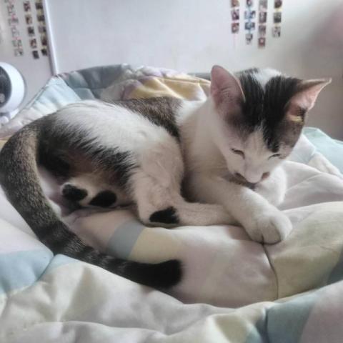 Emma's 寵物保姆 - 