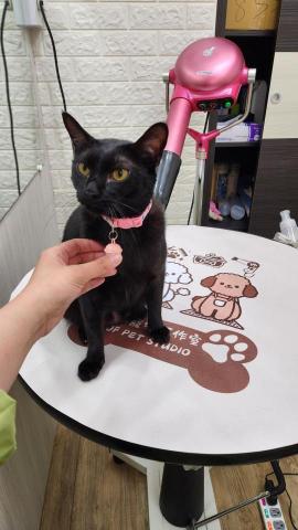 拉可菲寵物工作室🐾Lacof Pet Studio - 