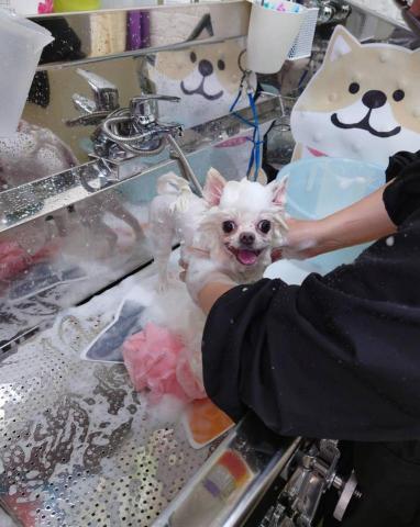 拉可菲寵物工作室🐾Lacof Pet Studio - 