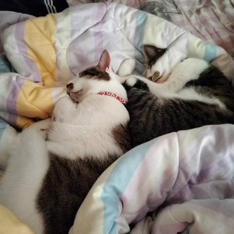 Emma's 寵物保姆 - 