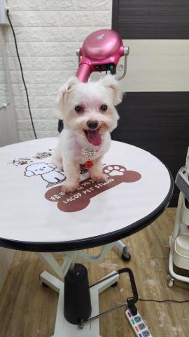 拉可菲寵物工作室🐾Lacof Pet Studio - 