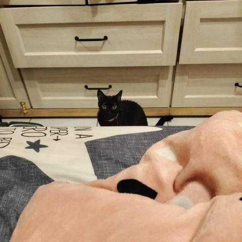 Emma's 寵物保姆 - 