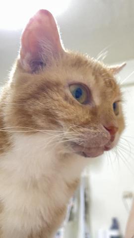 張嘉晏 - 自己有養貓，之前合租時室友常常跑出去玩，也都會幫他們顧貓，有一打三的經驗