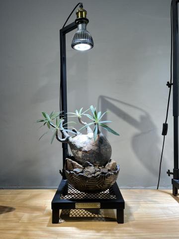 悍火金屬工作室 - WSF手工植物展示燈架
兼具展示品味及植物養護功能
底部透氣，燈具高度可調