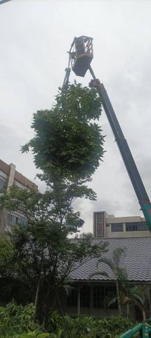 園藝相關業務 - 蜘蛛吊車鋸樹