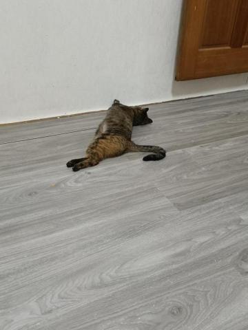 卡拉工作室(黃先生) - 