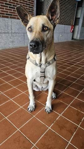 陳旻琪 - 這是學校的校犬 我閒暇時會帶他去散步和他玩