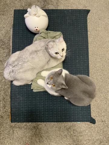 蠻蠻散散步 - 家有二貓寶