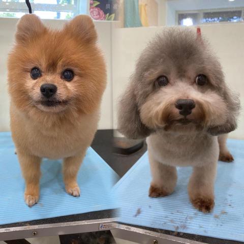 季曉鎂 - 博美/貴賓