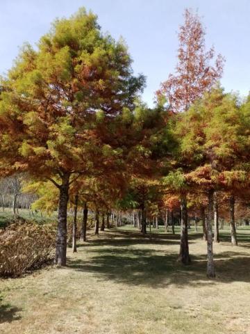 王慧生個人計程車行 - 