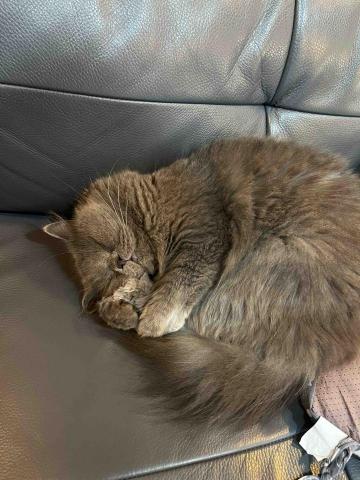 提供遛狗绳服務的專家走跑跳